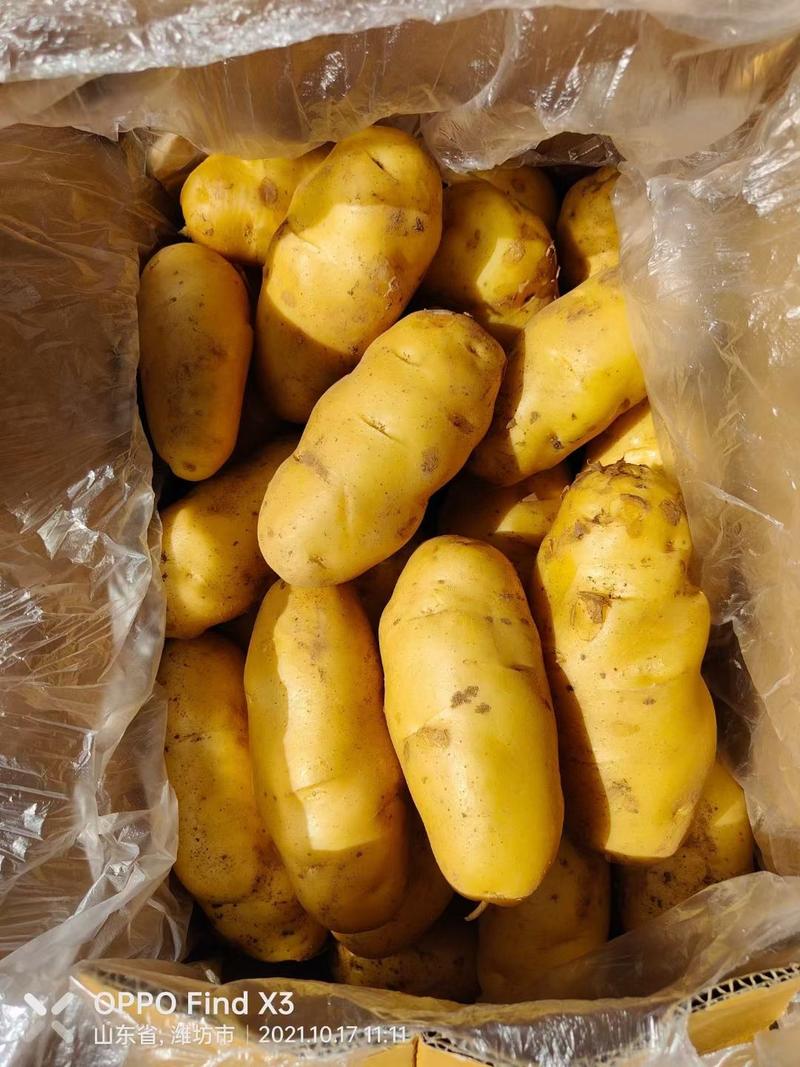 山东优质荷兰15土豆黄皮黄心薯型好货源充足，可发货