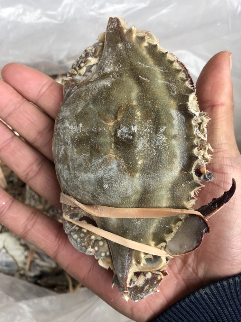 单冻母蟹单冻梭子蟹肉母蟹规格，公梭子蟹中公