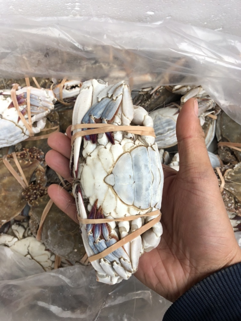 单冻母蟹单冻梭子蟹肉母蟹规格，公梭子蟹中公