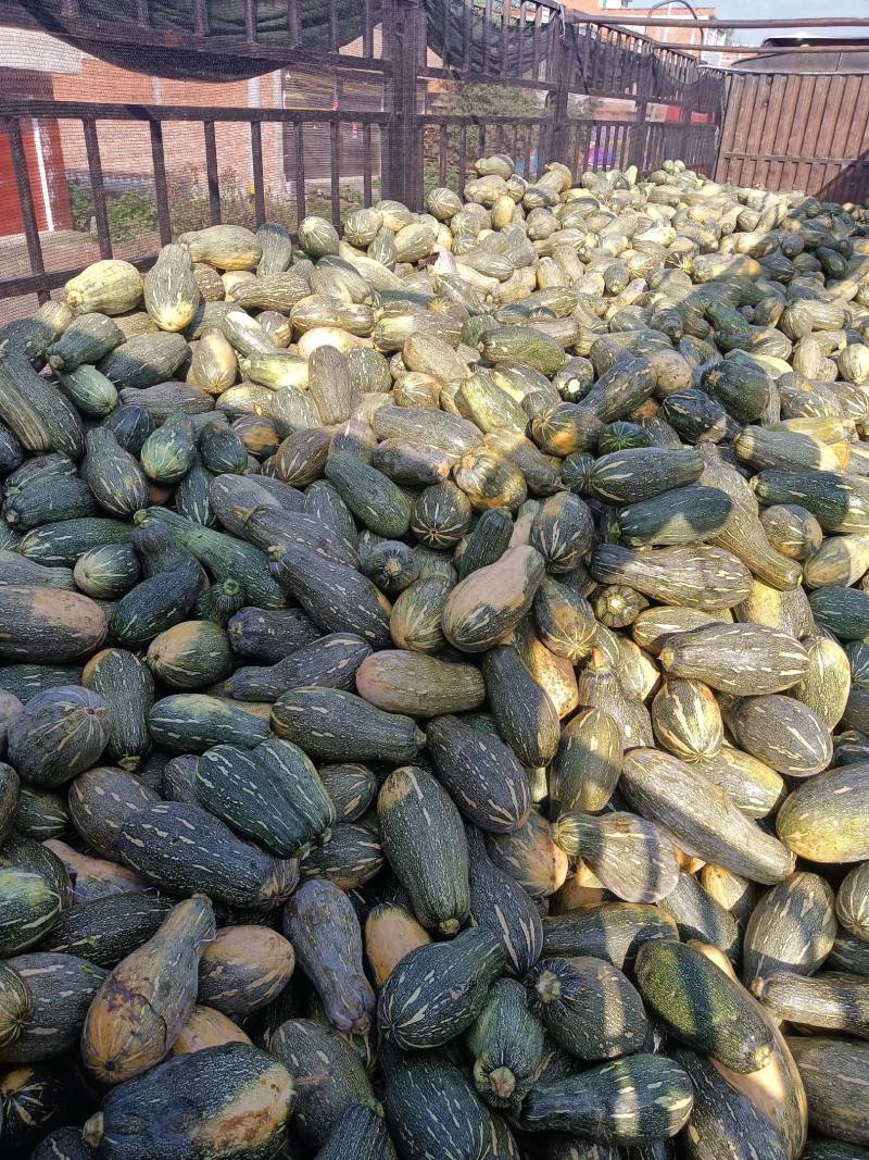 【来电咨询】青南瓜加工厂南瓜量大价格低