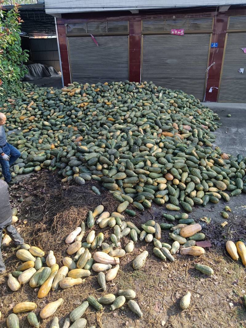 【来电咨询】青南瓜加工厂南瓜量大价格低