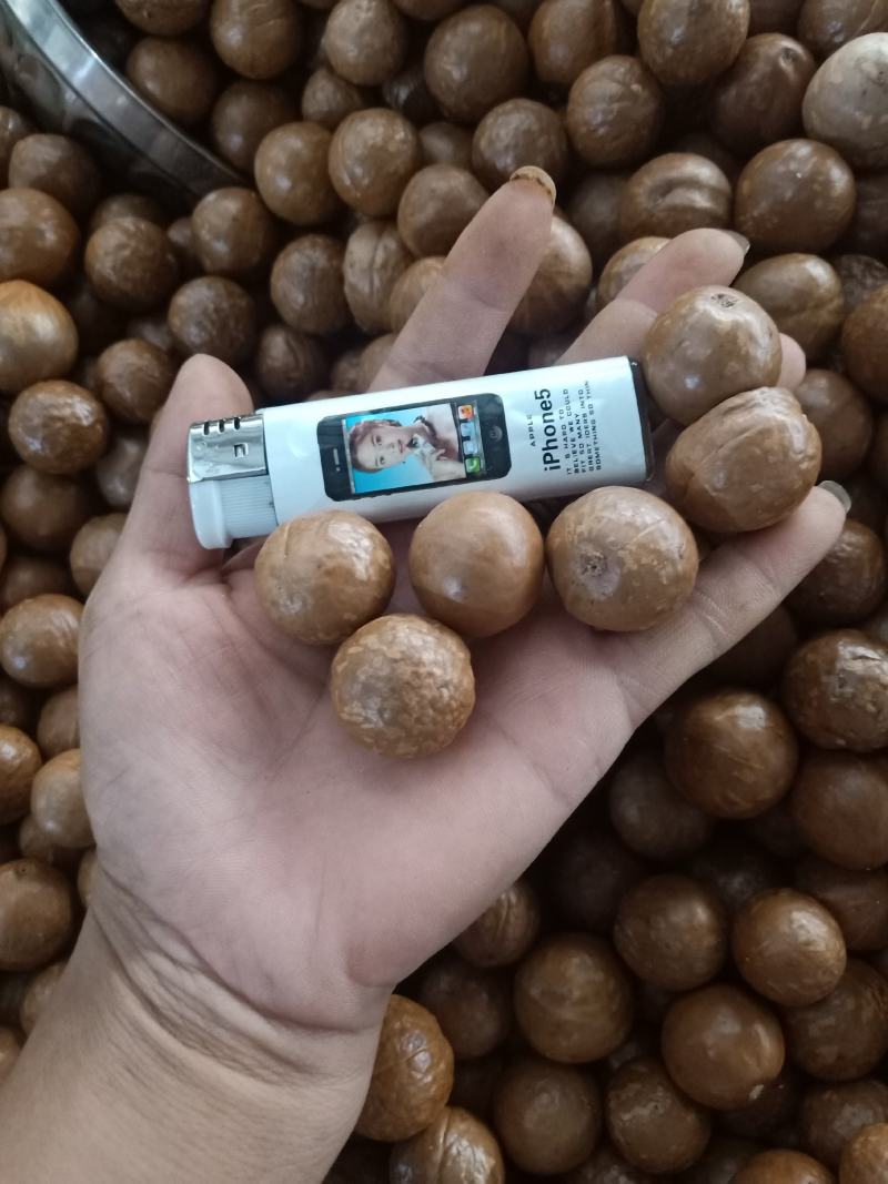 云南普夏威夷果_原味_未开口