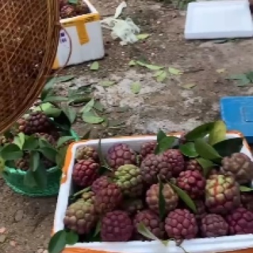 黑老虎