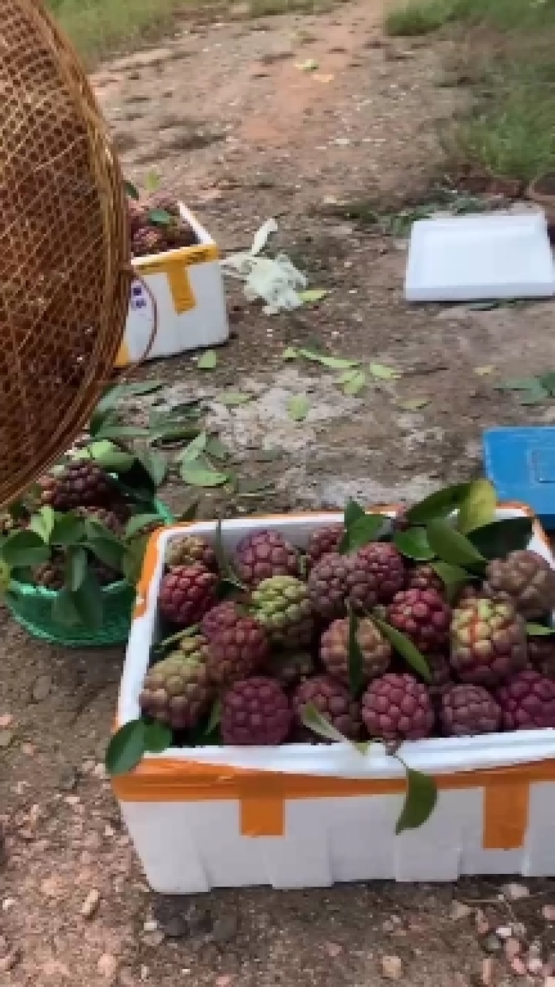 黑老虎