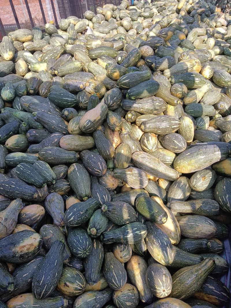 【来电咨询】青南瓜加工厂南瓜量大价格低