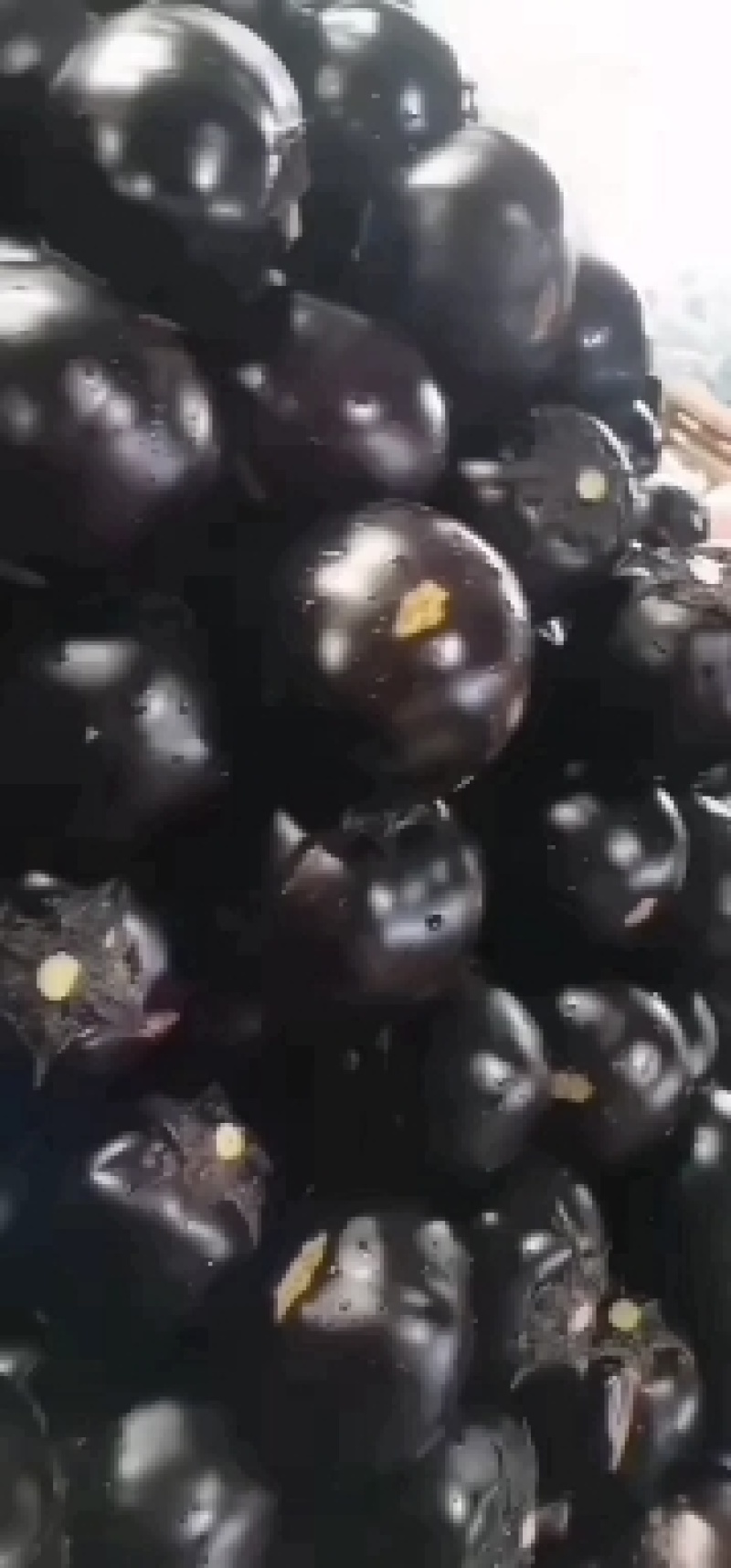 紫光圆茄，莘县圆茄大量上市中，实力代办诚信经营