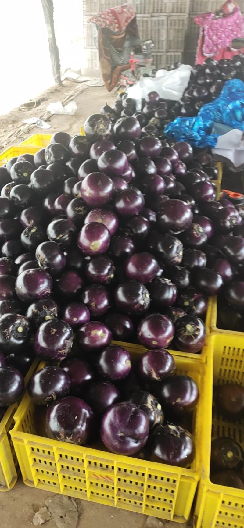 紫光圆茄，莘县圆茄大量上市中，实力代办诚信经营