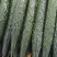 密刺黄瓜，鲜花黄瓜，莘县黄瓜大量上市货源充足