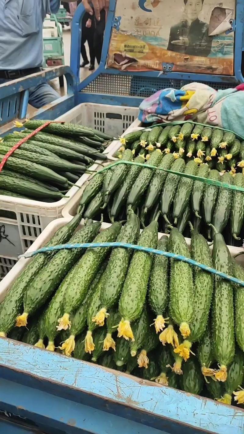 密刺黄瓜，鲜花黄瓜，莘县黄瓜大量上市货源充足