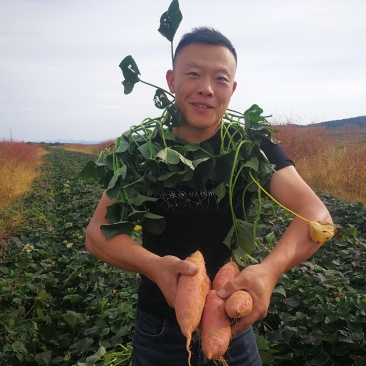 【烟薯】山东精品烟薯烤块中块烟台产地直发全国发货