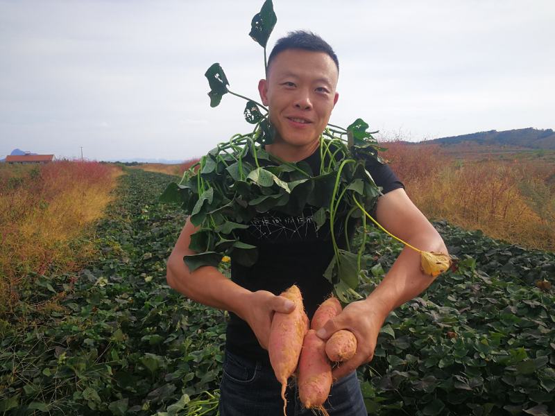 【烟薯】山东精品烟薯烤块中块烟台产地直发全国发货