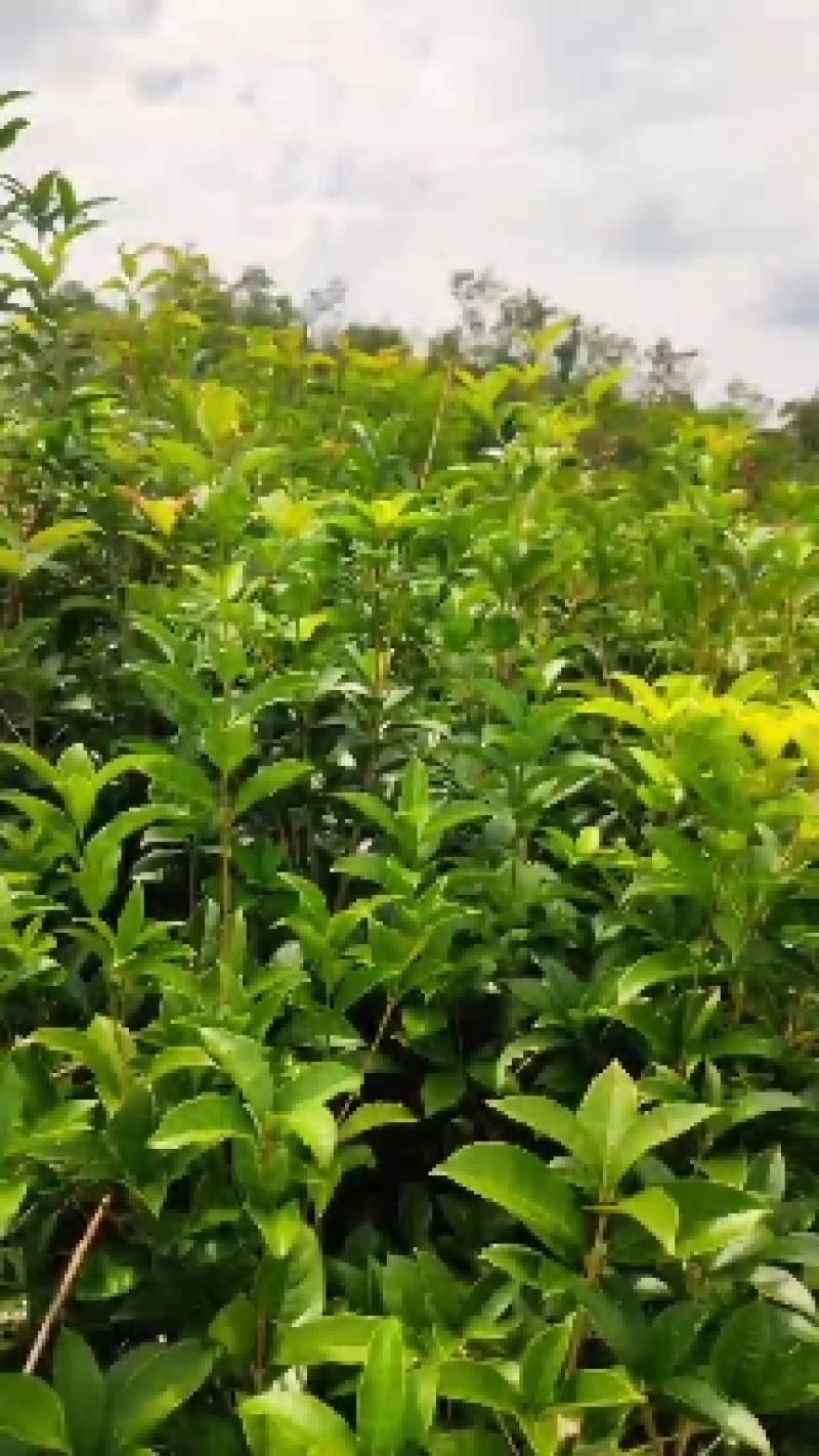 桂花树，货真价值，基地值供，欢迎实地考察