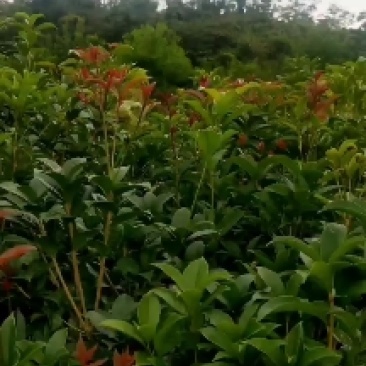 桂花树，货真价值，基地值供，欢迎实地考察