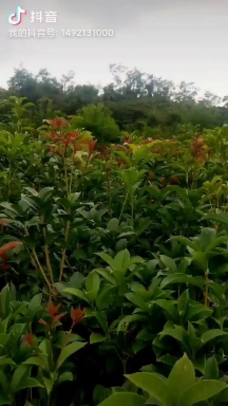 桂花树，货真价值，基地值供，欢迎实地考察