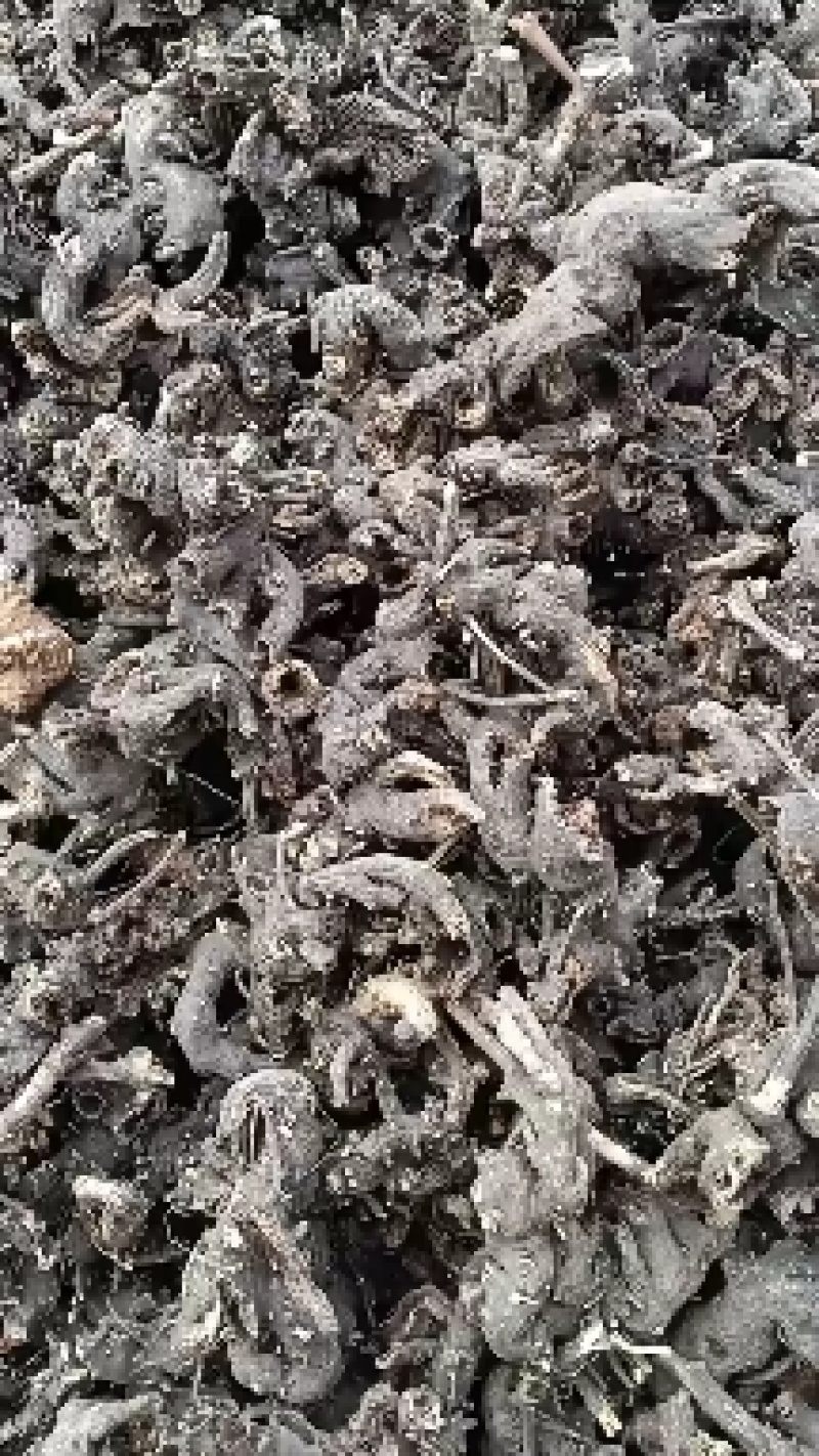 升麻，黑龙也生大升麻，自然晾嗮，滚筒撞皮，人工挑选杂指，