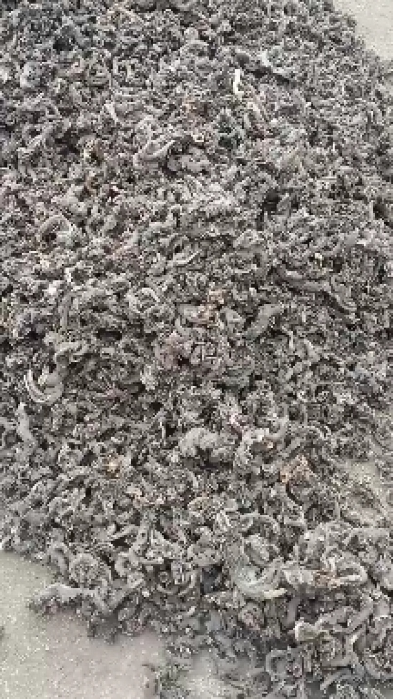升麻，黑龙也生大升麻，自然晾嗮，滚筒撞皮，人工挑选杂指，