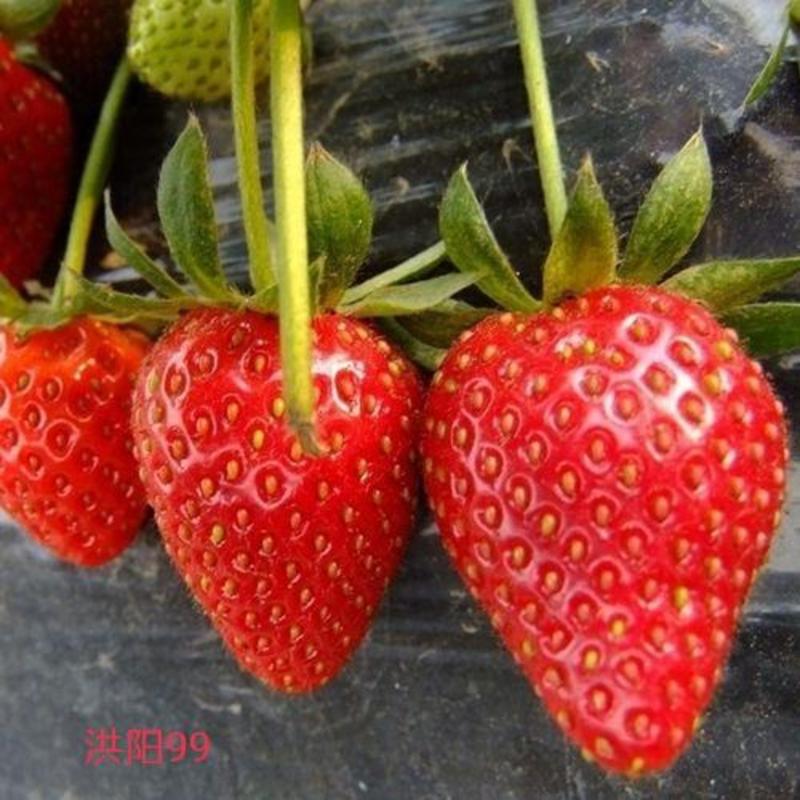 草莓苗，章姬草莓，红阳99，秒香7号，甜查理，粉玉等，