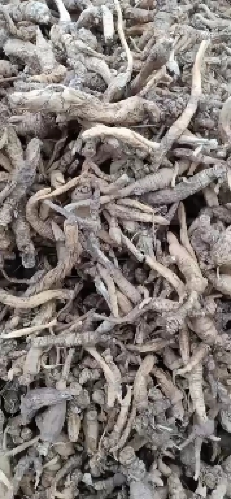 【精品】泡参，黑龙江省牡丹江市，野生大个泡参，滚筒水洗，