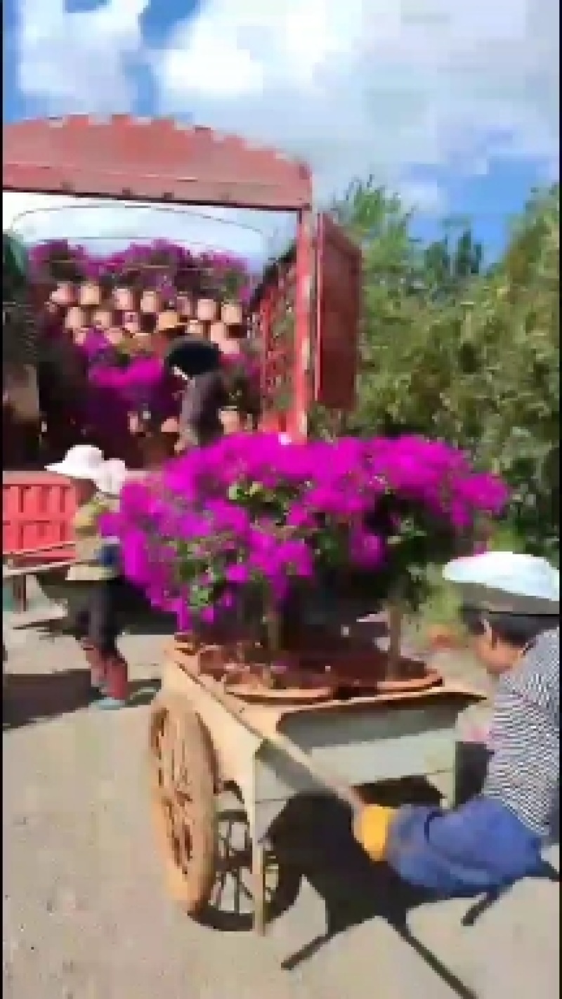 基地大量批发杆子高度八十分的云南紫三角梅