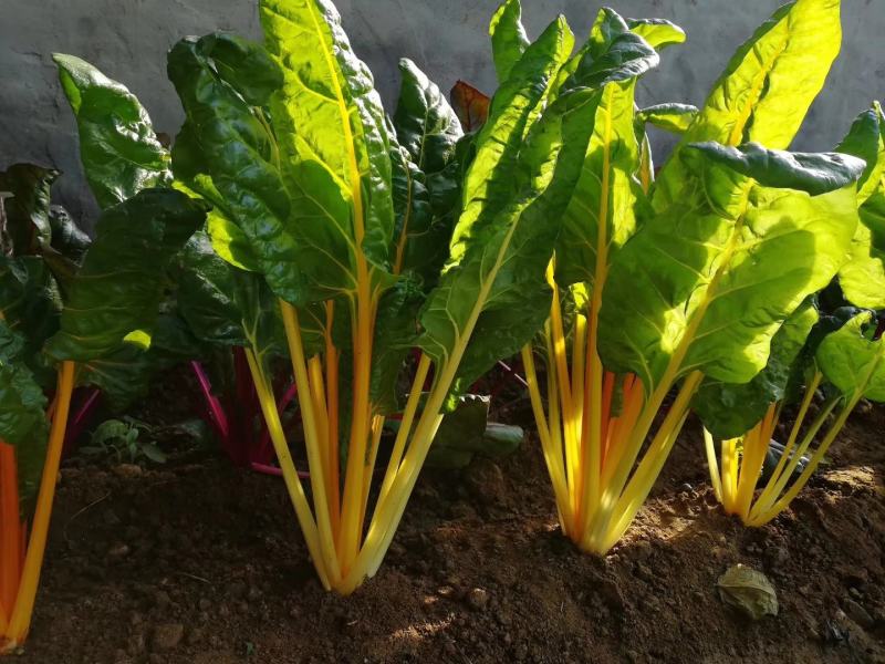 金叶甜菜种子莙荙菜根达菜种孑水培有机牛皮菜菜易种植