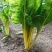 金叶甜菜种子莙荙菜根达菜种孑水培有机牛皮菜菜易种植