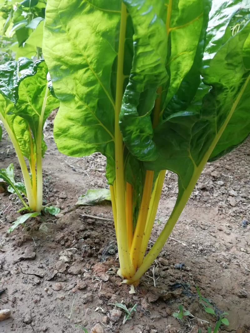 金叶甜菜种子莙荙菜根达菜种孑水培有机牛皮菜菜易种植