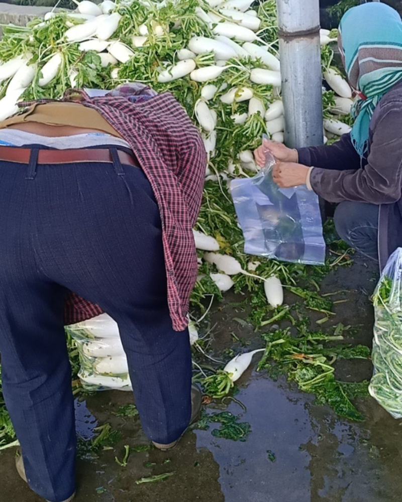 白萝卜大量上市价格美丽