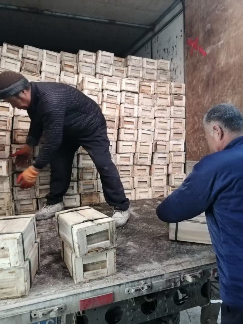 海蜇皮大量现货全国各地发货