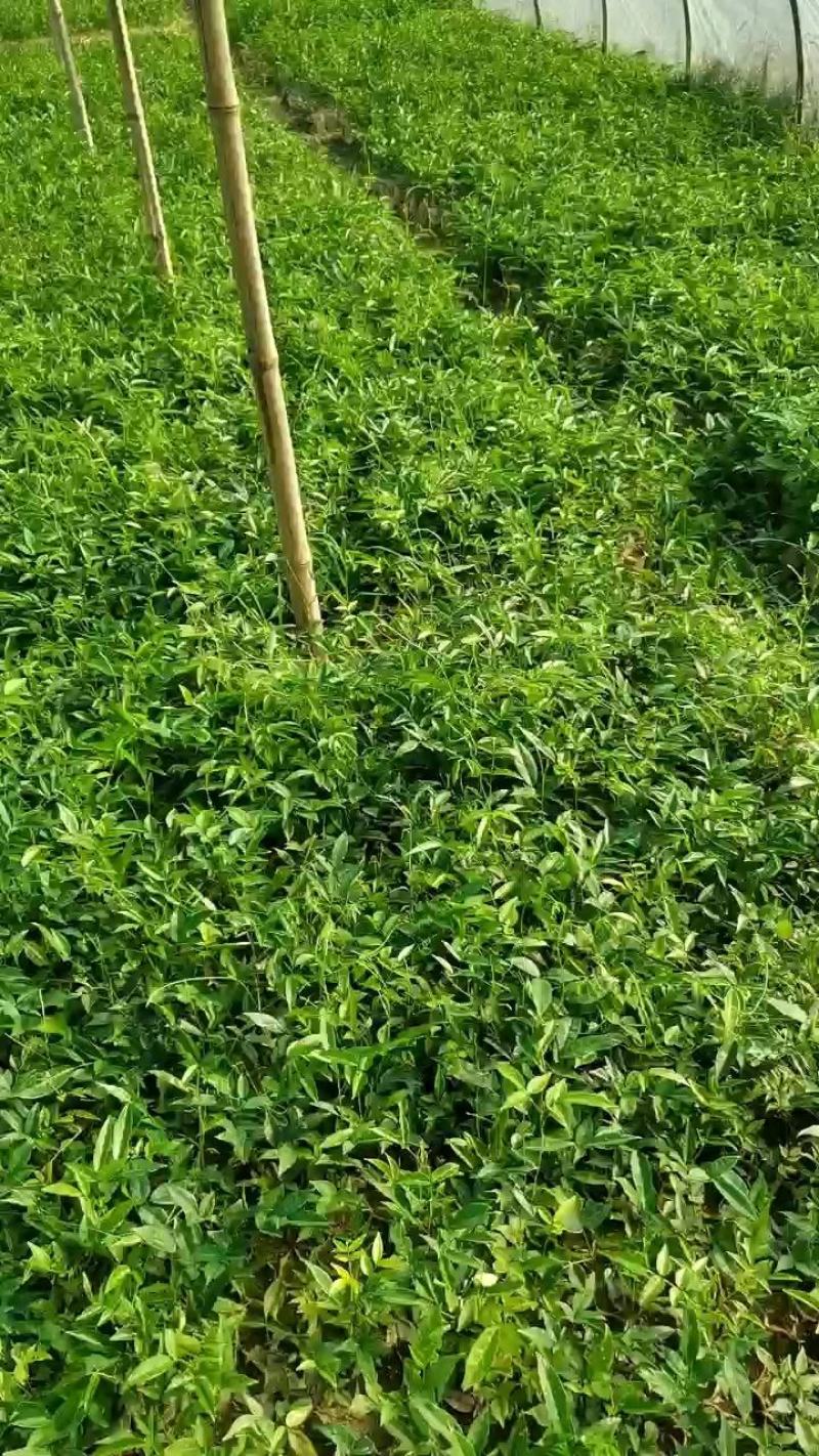 小叶牛大力苗，薯率高，产量好