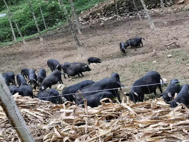 纯种藏香猪，基地自繁自养