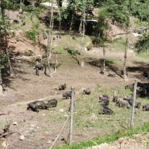 纯种藏香猪，基地自繁自养