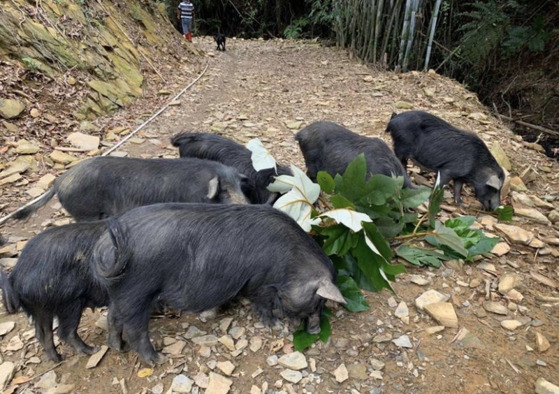 纯种藏香猪，基地自繁自养