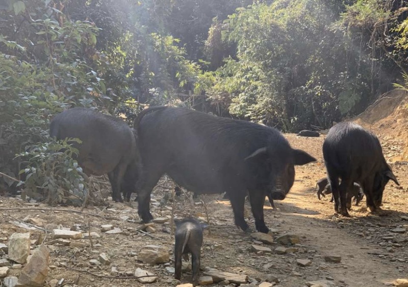 纯种藏香猪，基地自繁自养