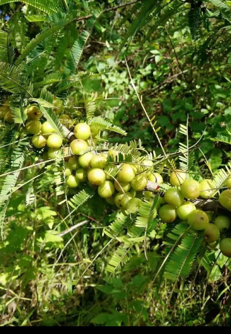 云南野生油甘果（滇橄榄）(余甘子）大量出货