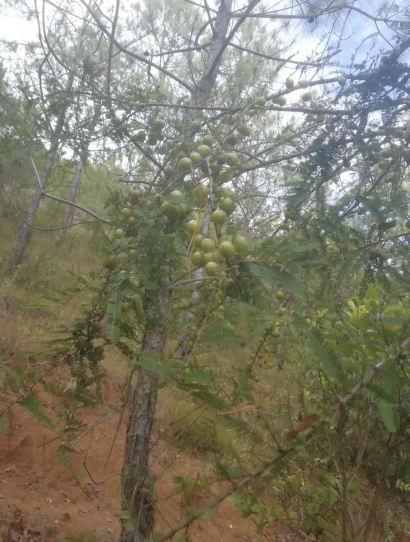 云南野生油甘果（滇橄榄）(余甘子）大量出货