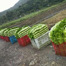宁波生菜种植基地