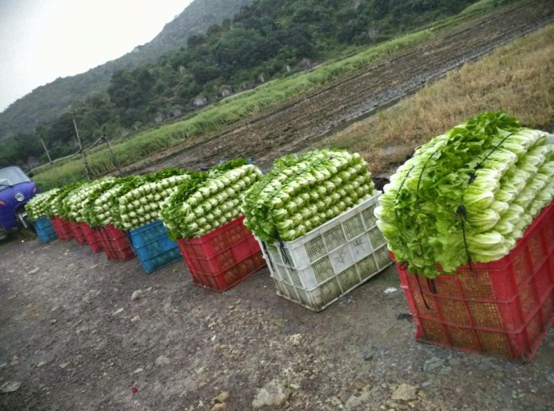 南昌生菜种植基地
