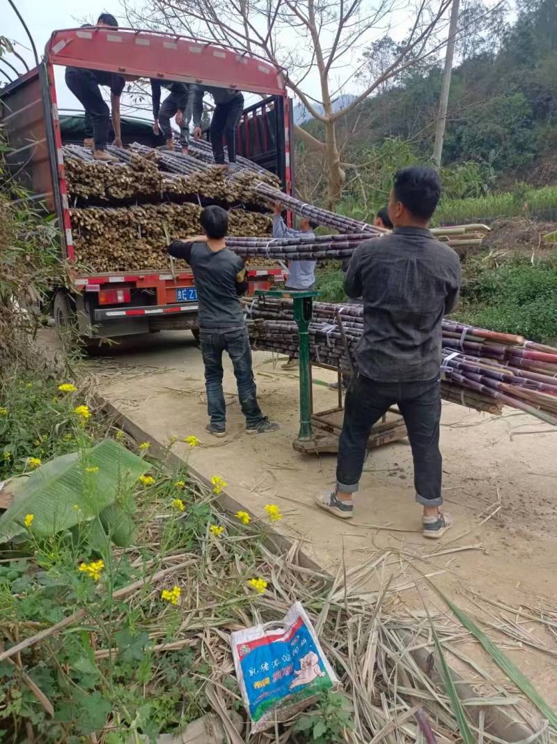 贵州紫皮甘蔗电商货，一件代发，市场货整车发，一手货源