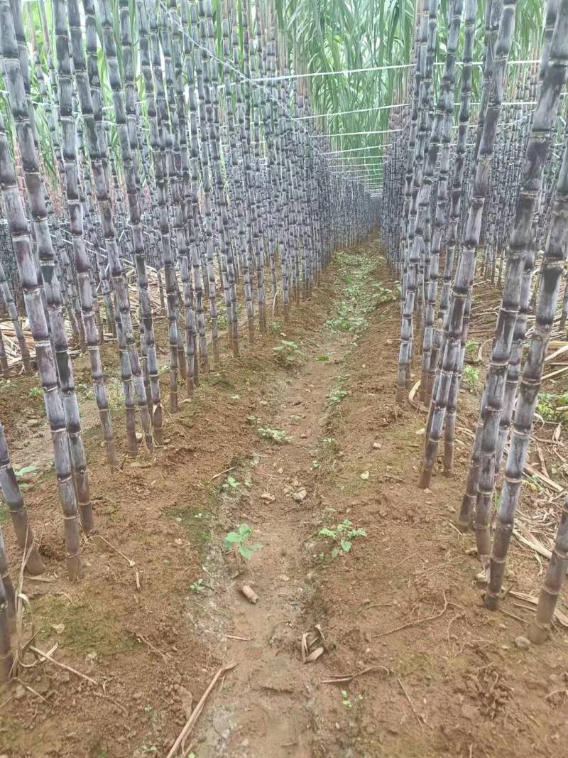 贵州紫皮甘蔗电商货，一件代发，市场货整车发，一手货源