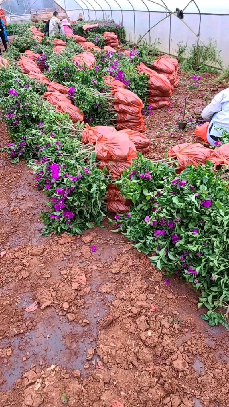 基地大量批发各种规格园林绿化工程的云南紫三角梅基地直发