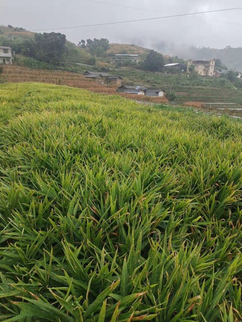 攀枝花精品带泥生姜基地直供，电商货源充足，欢迎来电洽谈