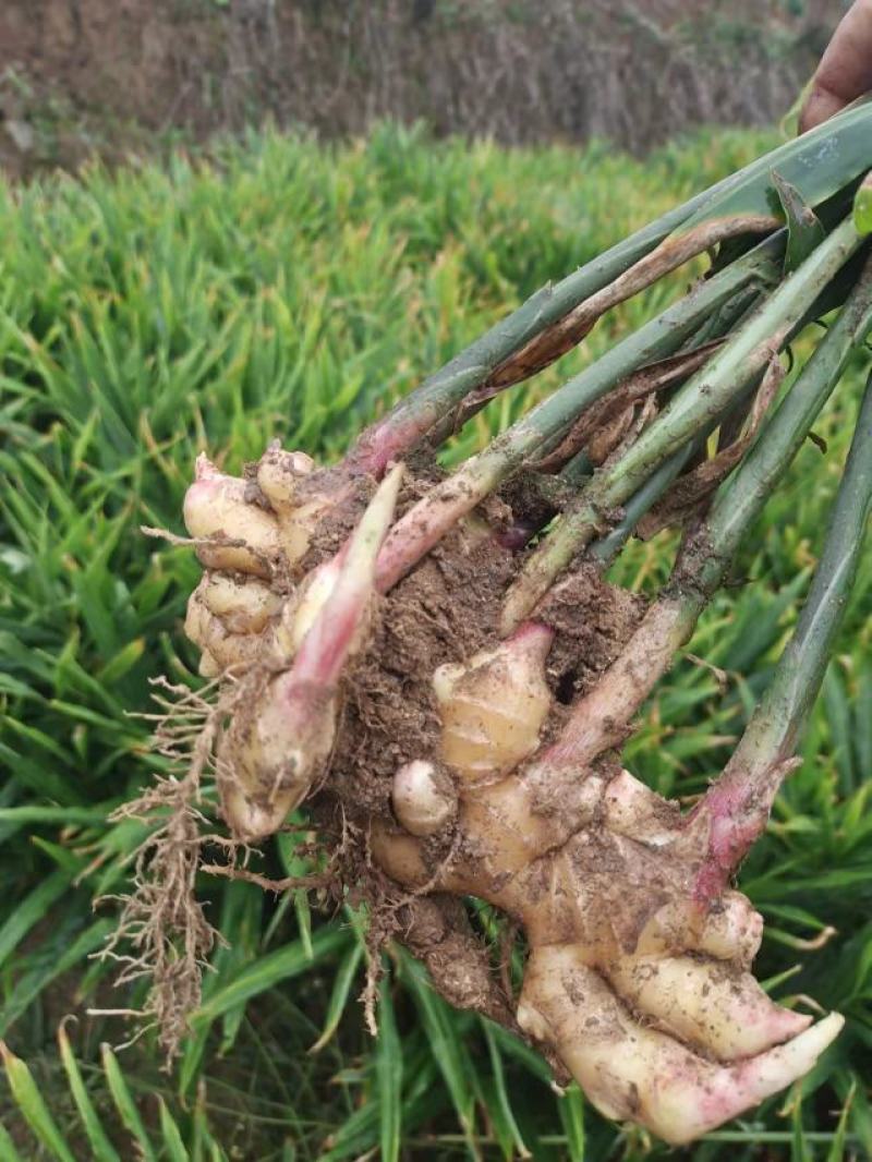 攀枝花精品带泥生姜基地直供，电商货源充足，欢迎来电洽谈