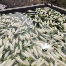 精品萝卜大量上市