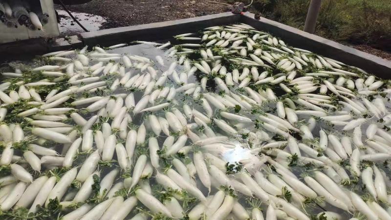 精品萝卜大量上市