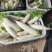 精品萝卜大量上市