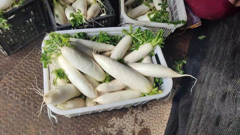 精品萝卜大量上市