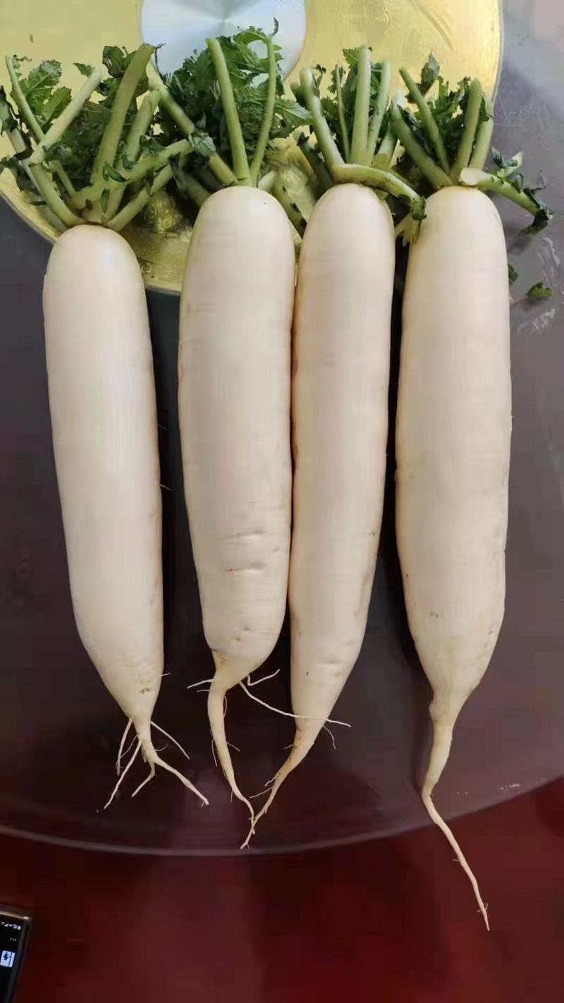 精品萝卜大量上市