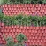 基地大量批发整体高度带花带土五十左右的三角梅