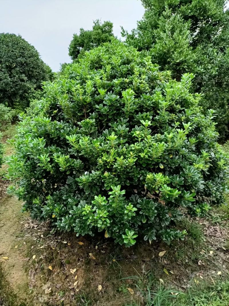 供应海桐球七里香球绿化苗木常绿灌木海桐小苗基地直销