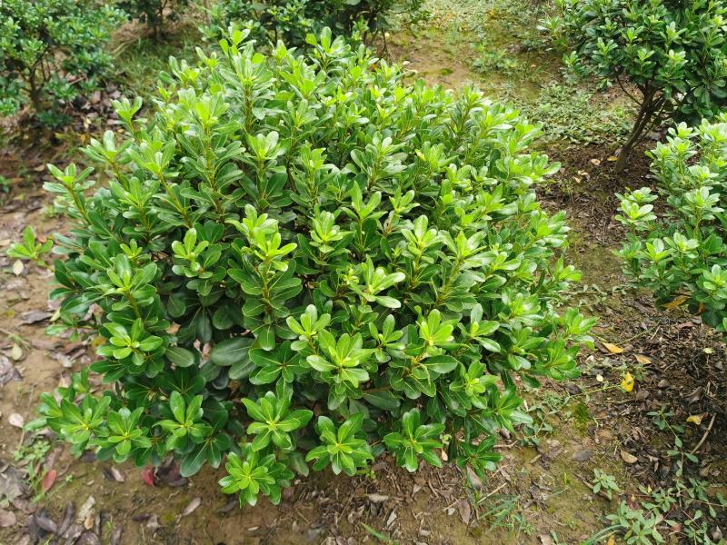 供应海桐球七里香球绿化苗木常绿灌木海桐小苗基地直销